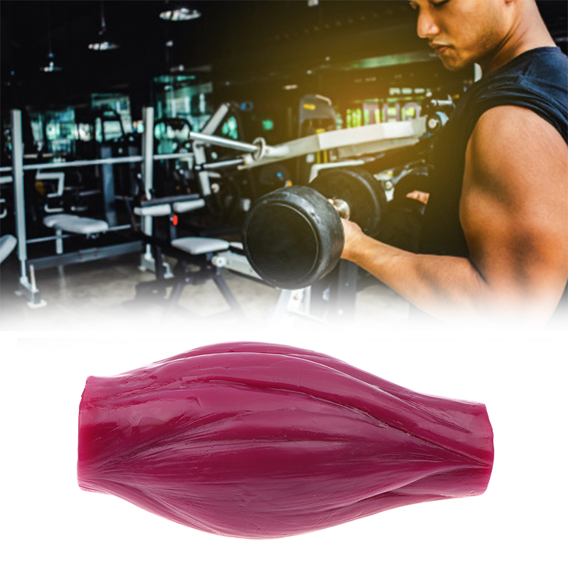 Модель для измерения мышечной  – обзор и цена Nutrition For Fitness Course
